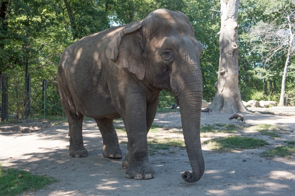 Maxine, A 48-Year-Old Asian Elephant, Has Been Euthanized at the Bronx
